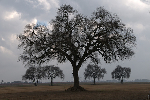 Five Oaks