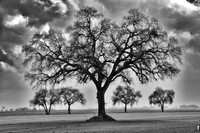 Landscapes