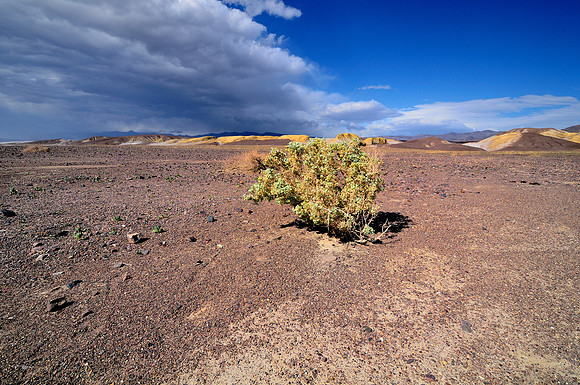 Life in Death Valley