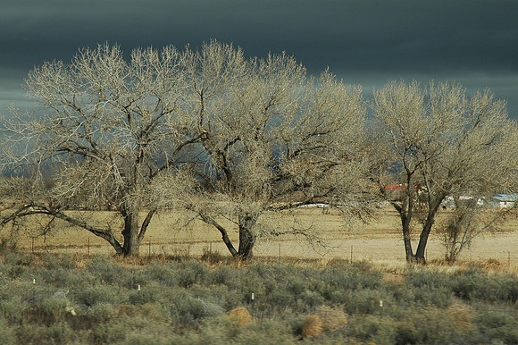 Cottonwoods 2