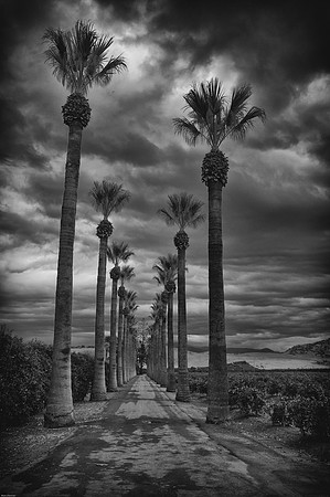 Palm Tree Lane
