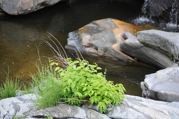 Pond Life