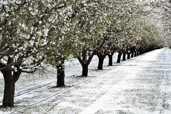 Flower Snow