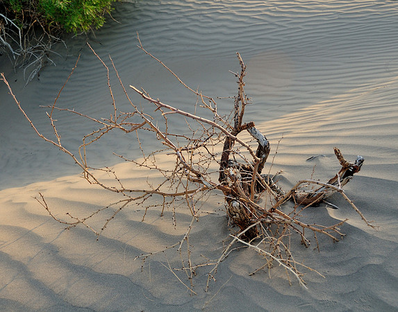 Stumpy Bush
