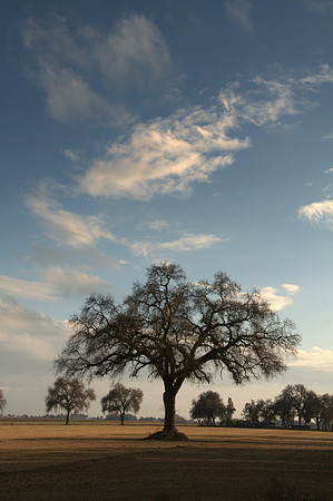 Valley Oak