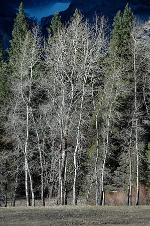 Yosemite Trees