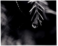 Water Droplet