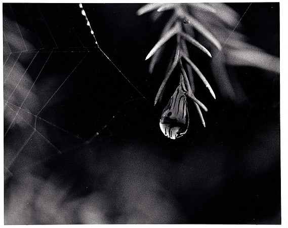 Water Droplet