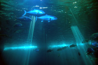View from the Bottom