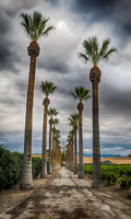 Converging Palms