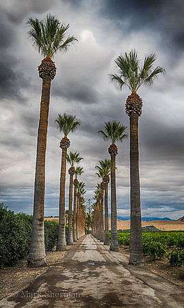 Converging Palms