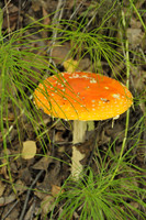 Alaskan Mushroom