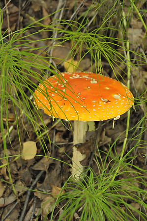 Alaskan Mushroom