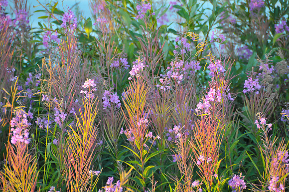 Fireweed