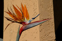 Bird of Paradise