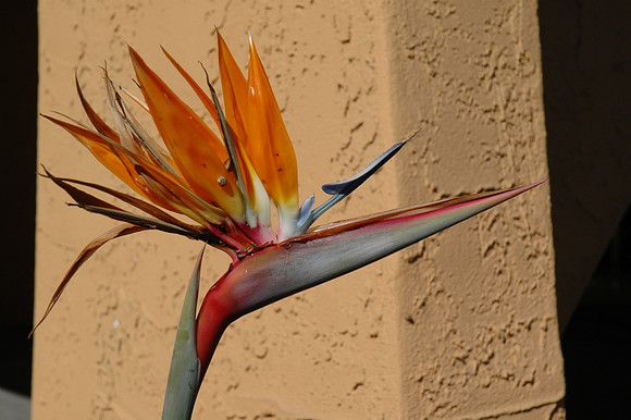 Bird of Paradise