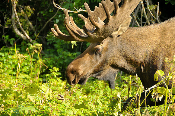 Bull Moose
