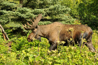 Alaskan Bull Moose