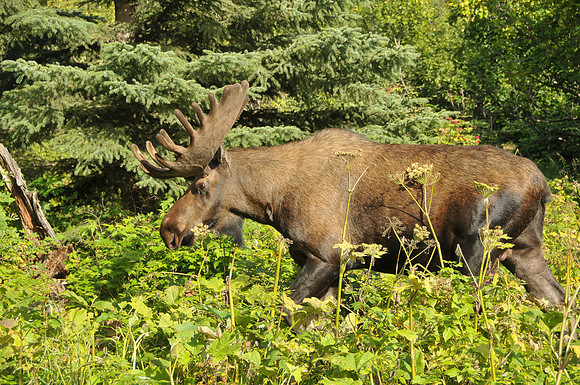 Alaskan Bull Moose