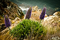 Cliff Flowers
