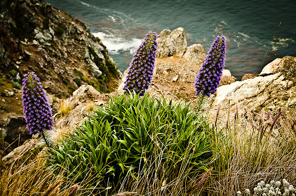 Cliff Flowers