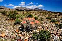 Desert Cactus