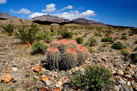 Desert Cactus