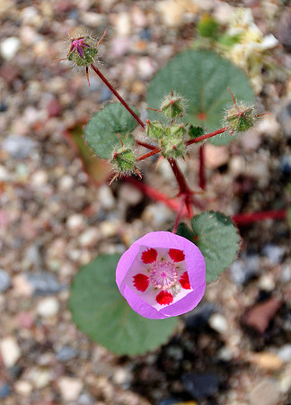 Desert Flower