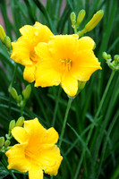 Morning Dew
