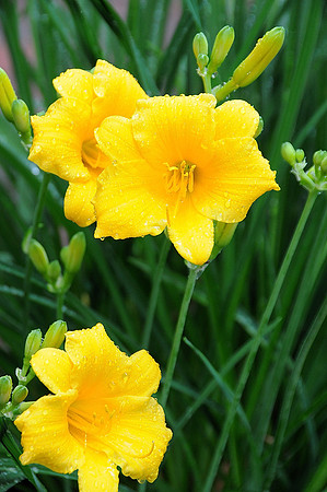 Morning Dew