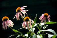 Flower Portrait