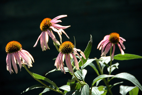 Flower Portrait