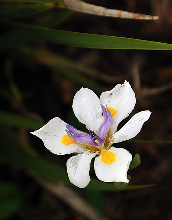 Iris