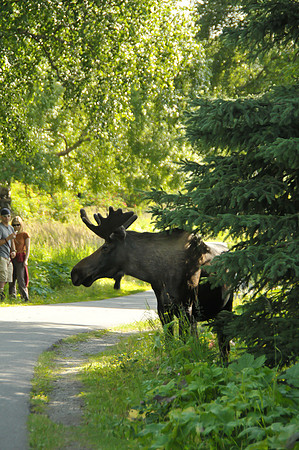 Moose Encounter