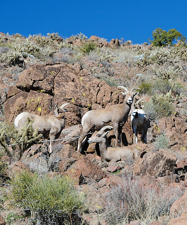 Big Horn Sheep