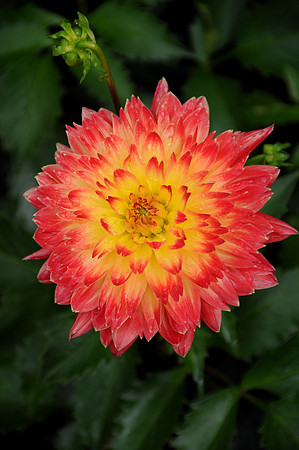Sunburst