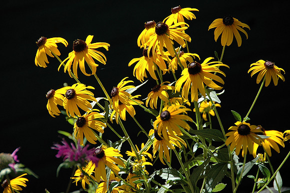 Sunflowers in the Morning
