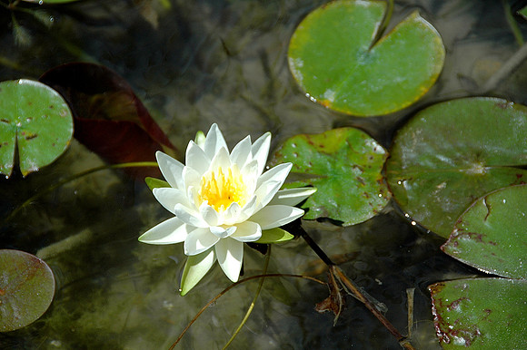Water Lilly