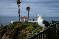 Gull