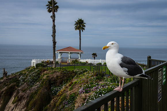 Gull