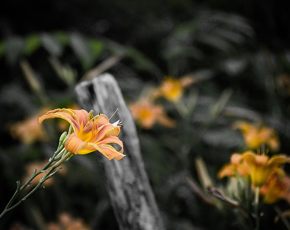 Tennessee Spring