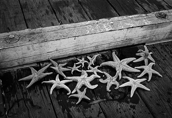 Starfish Party