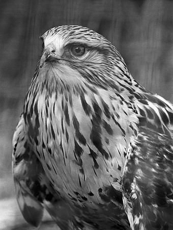 Hawk Eye