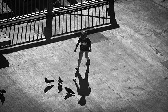 Chasing Birds