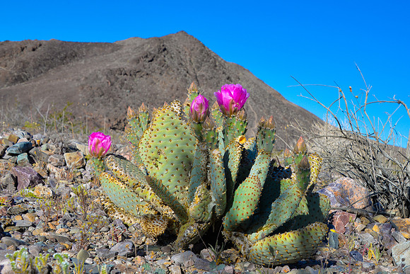 Desert Color