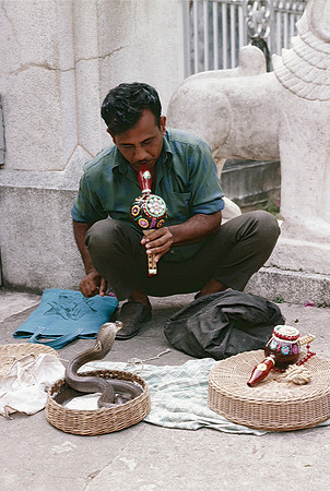 Snake Charmer, Singapore-8