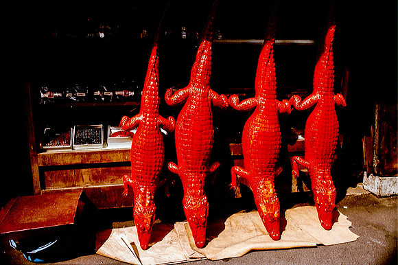 Red Alligators, Bangkok, Thailand