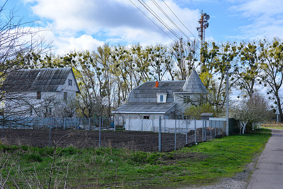 House and Misteltoe Trees