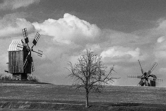 Two Windmills and a Tree