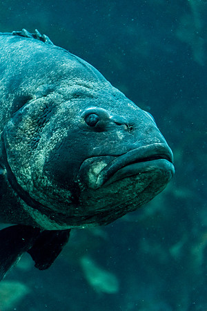 Big Fish